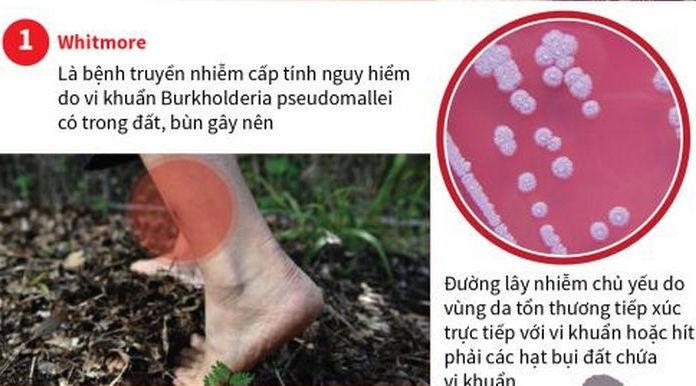 Bệnh Melioidosis (Whitmore) và các biện pháp phòng chống