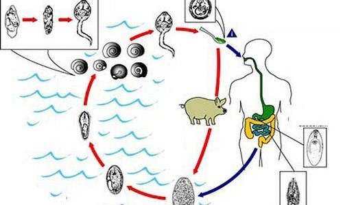 NHỮNG ĐIỀU CẦN BIẾT VỀ BỆNH SÁN LÁ GAN LỚN.