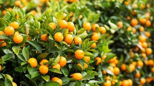 12 bài thuốc chữa bệnh từ cây quất