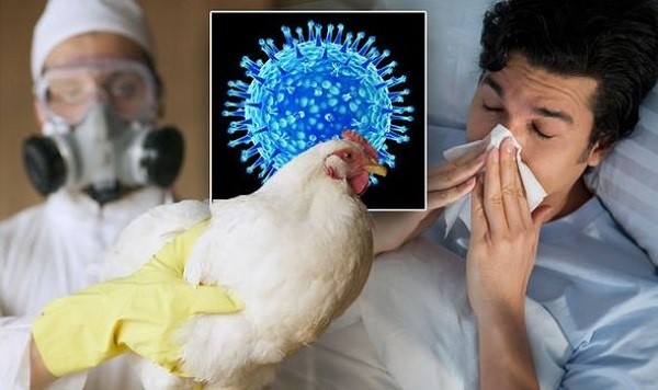 Tăng cường giám sát phòng, chống cúm gia cầm lây sang người