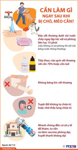 Infographic - Cần làm gì ngay khi bị chó, mèo cắn