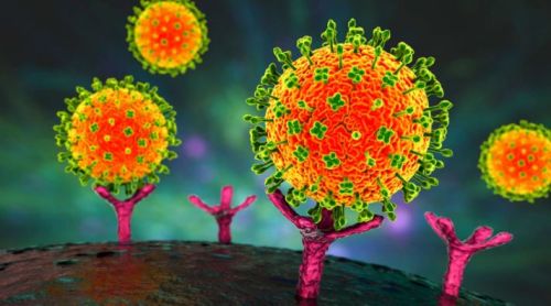 Bộ Y tế yêu cầu khoanh vùng, xử lý triệt để nếu xuất hiện ca bệnh do virus Nipah