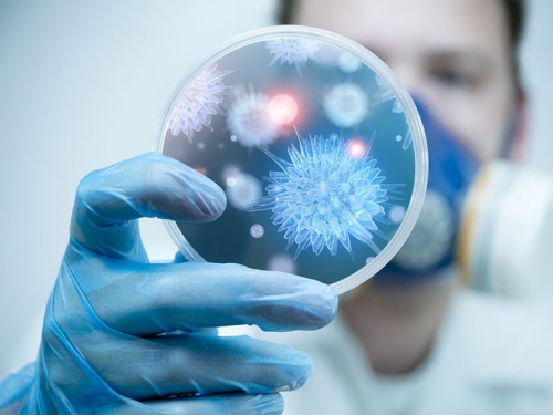 Bộ Y tế khuyến cáo người dân hạn chế đến khu vực có dịch bệnh do virus Nipah